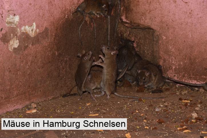 Mäuse in Hamburg Schnelsen